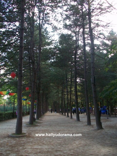 and more trees!
