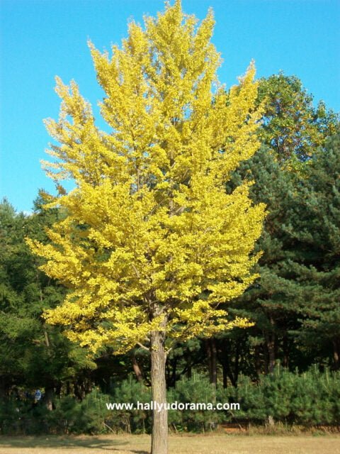 This yellow tree really caught my attention...