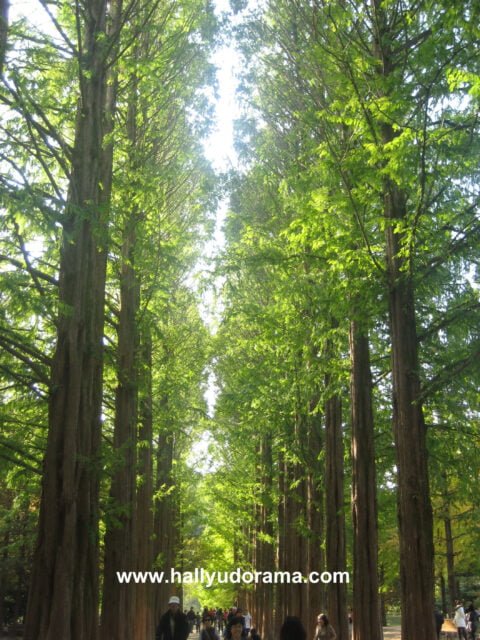 The path lined with metasequoia trees, a kind of a redwood.