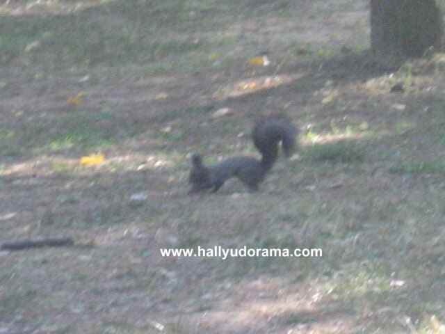 Squirrel!