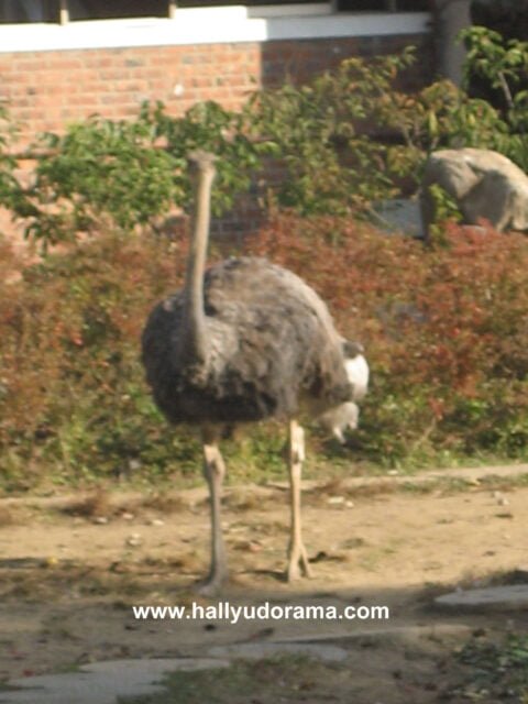 Ostriches roam the island freely.