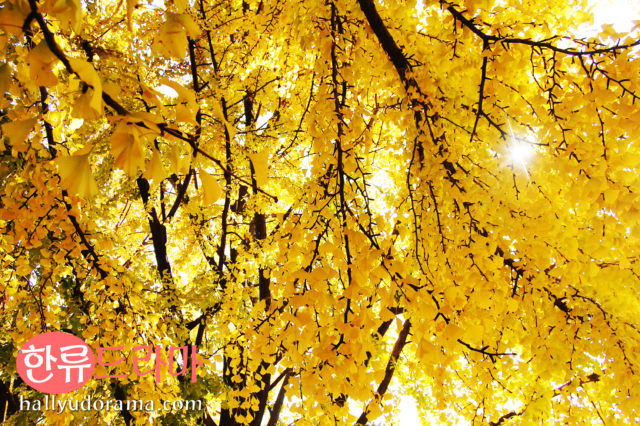 The Autumn Colors of Korea: Korean autumn at Gyeongbok Palace