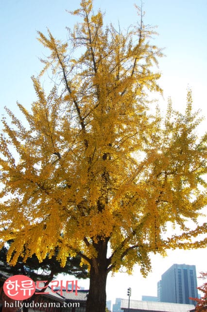The Autumn Colors of Korea: Korean autumn at Gyeongbok Palace