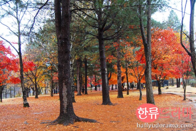 Korean autumn at Nami