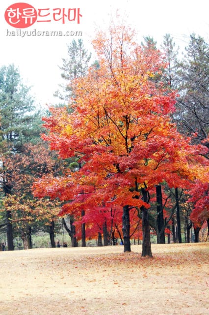 Korean autumn at Korea