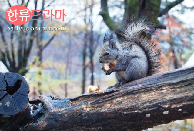 korea_autumn_nami07 Squirrel (chipmunk?) at Nami Island
