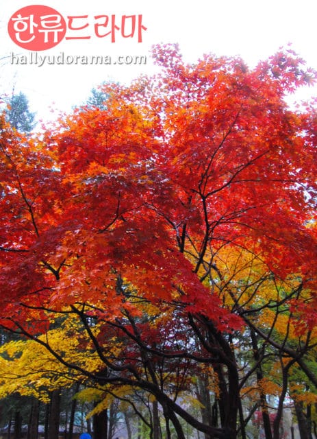 korea_autumn_nami08 Korean autumn at Nami Island