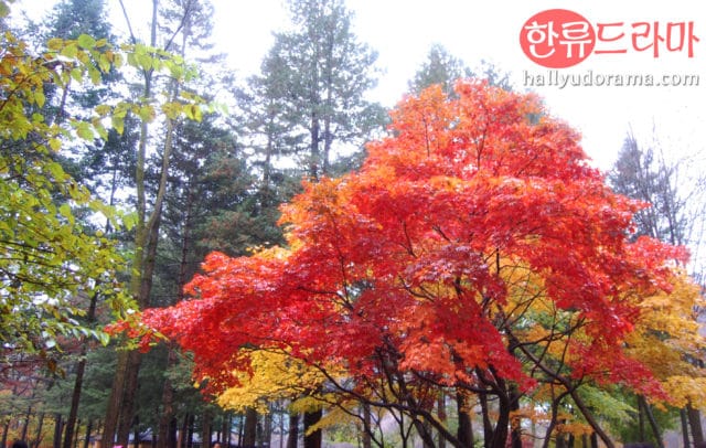 Korean autumn at Nami Island