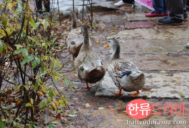 Ducks at Nami Island