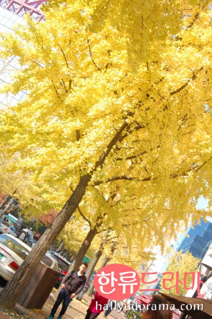 The Autumn Colors of Korea: Korean Autumn at Yeouido Park